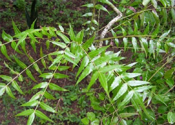 Boswellia serrata