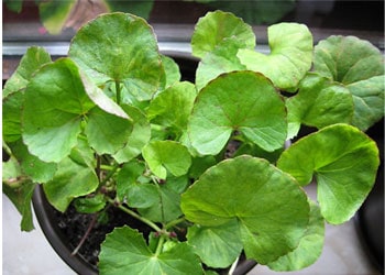 Centella asiatica