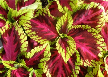 Coleus forskohlii