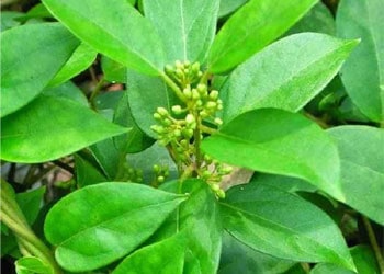 Gymnema sylvestre